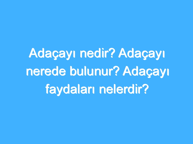Adaçayı nedir? Adaçayı nerede bulunur? Adaçayı faydaları nelerdir?