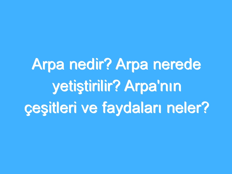 Arpa nedir? Arpa nerede yetiştirilir? Arpa'nın çeşitleri ve faydaları neler?