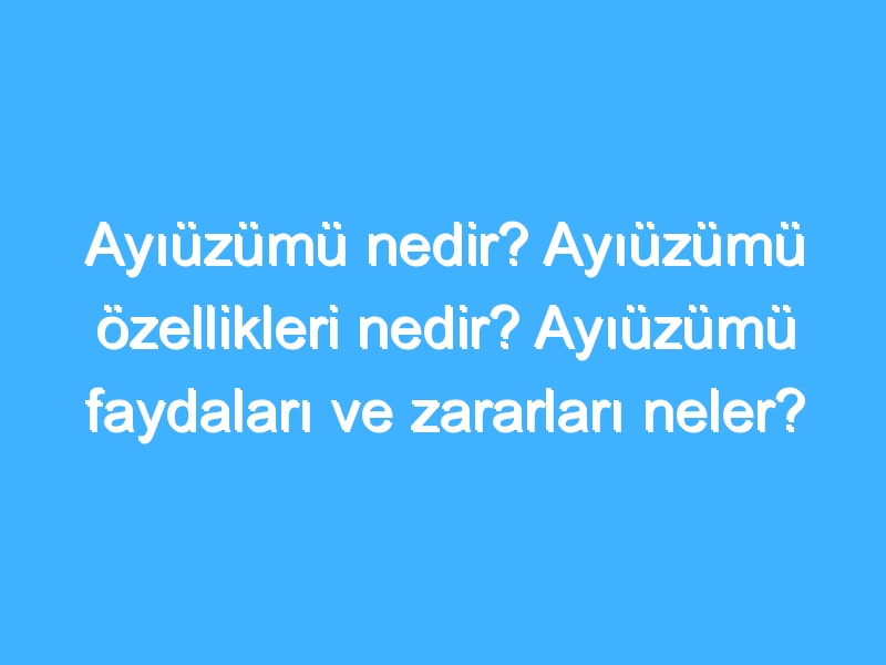 Ayıüzümü nedir? Ayıüzümü özellikleri nedir? Ayıüzümü faydaları ve zararları neler?