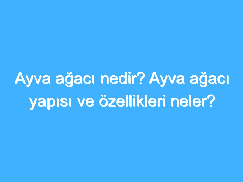 Ayva ağacı nedir? Ayva ağacı yapısı ve özellikleri neler?