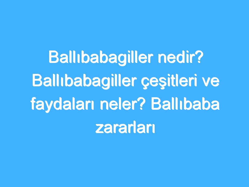 Ballıbabagiller nedir? Ballıbabagiller çeşitleri ve faydaları neler? Ballıbaba zararları neler? 1 Ballıbabagiller nedir? Ballıbabagiller çeşitleri ve faydaları neler? Ballıbaba zararları neler?