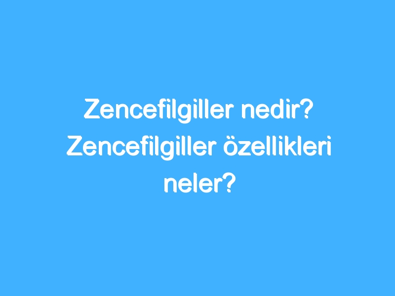 Zencefilgiller nedir? Zencefilgiller özellikleri neler? 1 Zencefilgiller nedir? Zencefilgiller özellikleri neler?