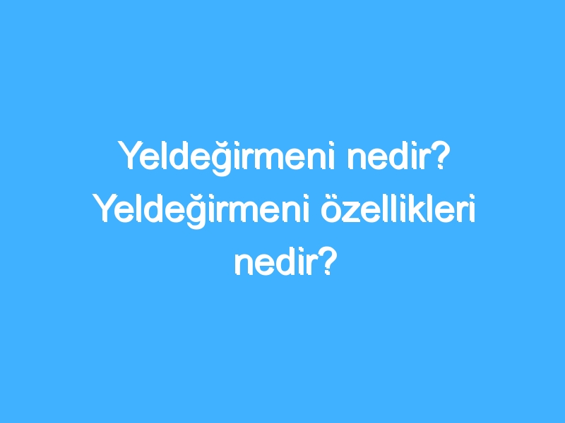 Yeldeğirmeni nedir? Yeldeğirmeni özellikleri nedir?