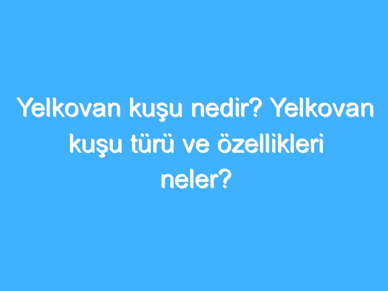Yelkovan kuşu nedir? Yelkovan kuşu türü ve özellikleri neler?