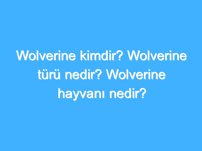Wolverine kimdir? Wolverine türü nedir? Wolverine hayvanı nedir?